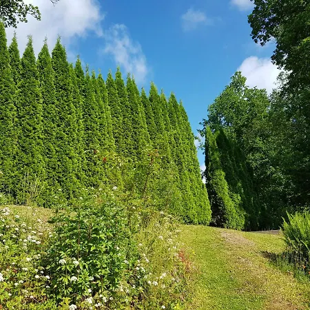 Jansen